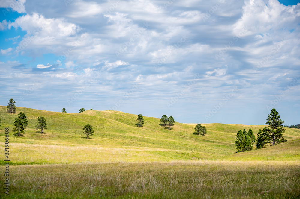 open grassland prairie at Custer State Park in South Dakota, USA