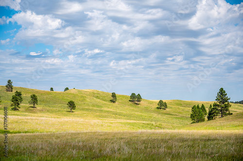 open grassland prairie at Custer State Park in South Dakota, USA photo