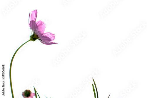 Soft focus of blooming purple cosmos flower on white background