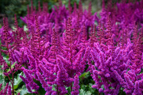  Dark pink astilbe blooming in a garden as a nature background
 photo