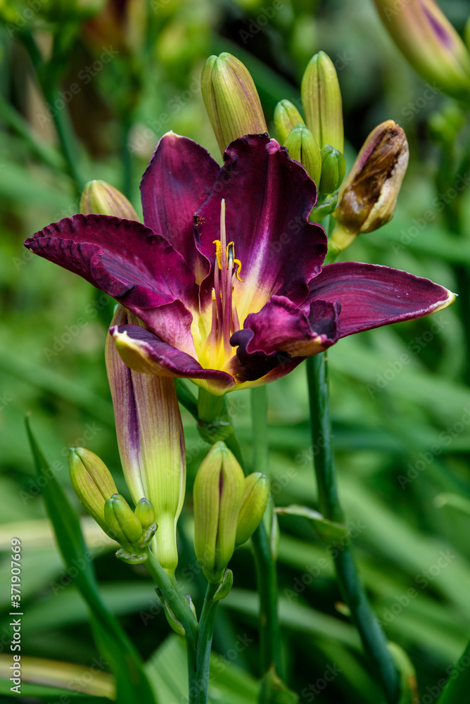 Dark maroon daylily blooming in a garden with green foliage in the background
