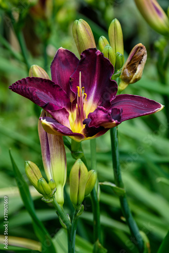 Dark maroon daylily blooming in a garden with green foliage in the background 