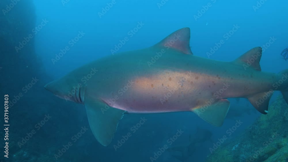 POV shot showing divers swimming and exploring under water world with nurse sharks POV shot showing divers swimming and exploring under water world with nurse sharks