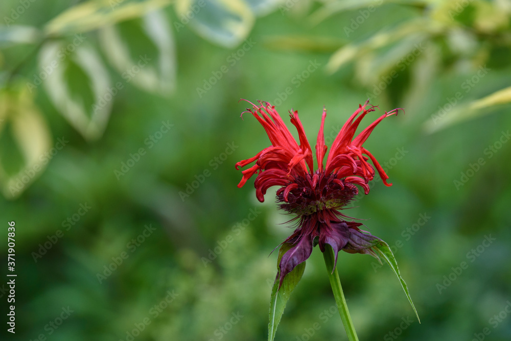 Red monarda blooming in a garden with green foliage in the background
Red monarda blooming in a garden with green foliage in the background