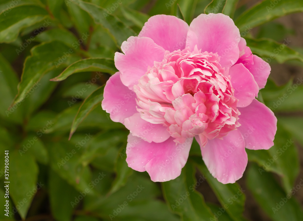 Peony blooming in pink very beautiful and fragrant. Close up flower