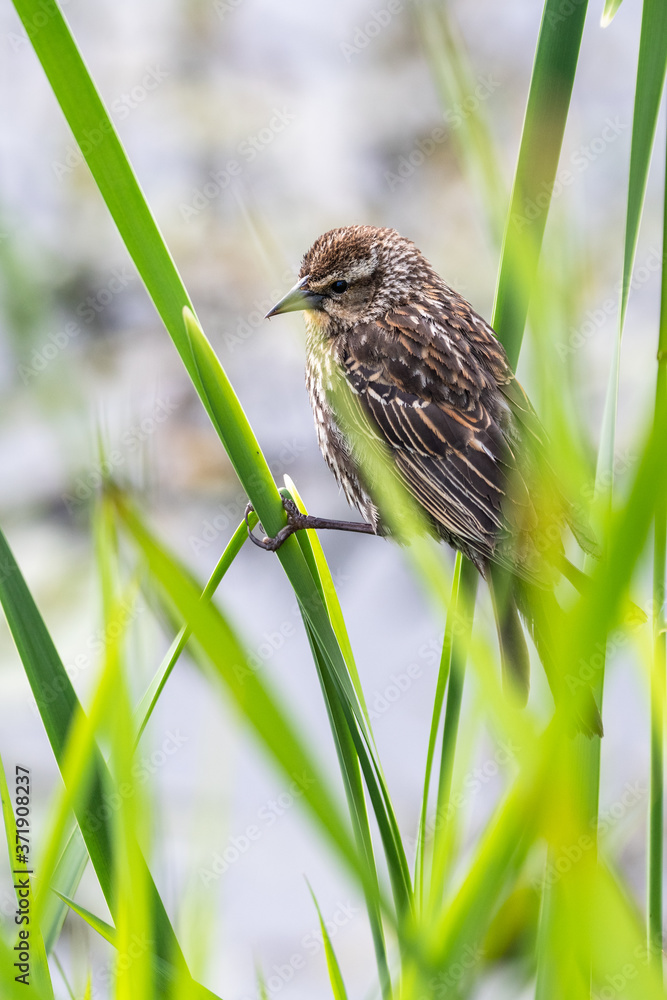 Female Red-Winged Blackbird hanging onto cattail leaves on the edge of Lake Washington
Female Red-Winged Blackbird hanging onto cattail leaves on the edge of Lake Washington