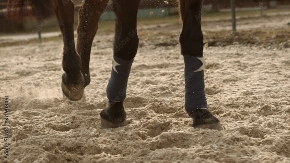 Horse starts running in the morning during sun rise in slow motion with light rays. Horse starts running in the morning during sun rise in slow motion with light rays.