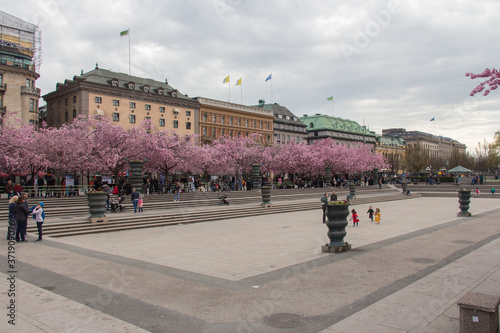 Photography Stockholm, Sweden - April 21 2019: the view of cherry blossom in bloom in Kungstradgarden on April 21 2019 in Stockholm Sweden