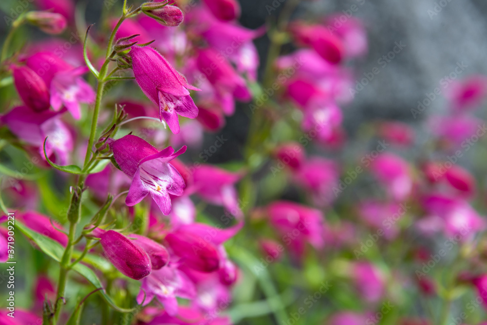 Closeup of pink and white Beardtongue flowers blooming in a garden
Closeup of pink and white Beardtongue flowers blooming in a garden