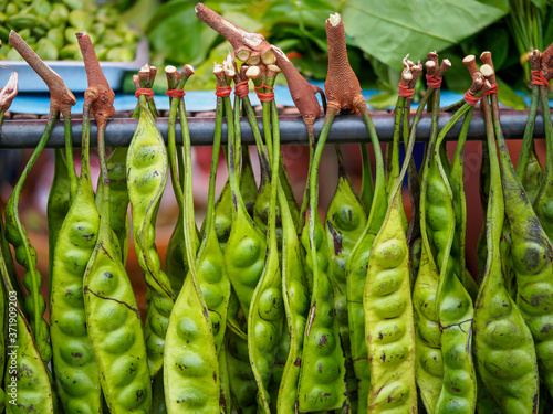 Closeup macro detail of multiple pods of Stink Beans (Parkia speciosa) sold at an open market. Chonburi, Thailand. Travel and authentic cuisine.