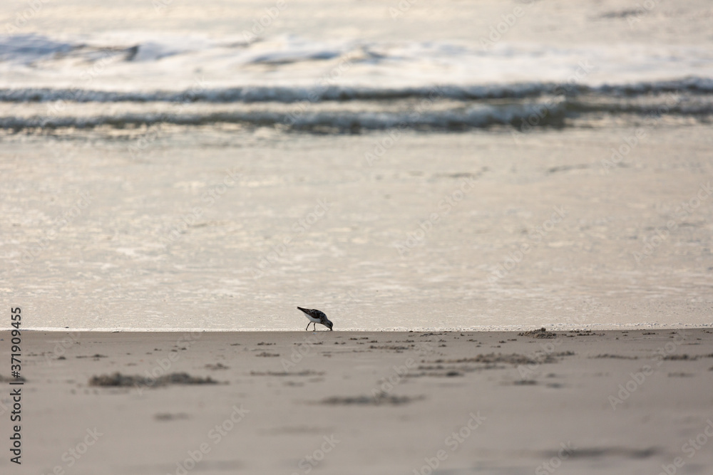 Birds on the coast in Assateague state park Birds on the coast in Assateague state park