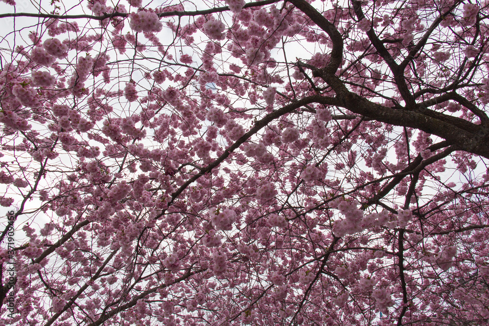 The view of beautiful pink cherry blossom tree crown, spring in Sweden. The view of beautiful pink cherry blossom tree crown, spring in Sweden.