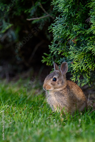 Closeup of baby bunny sitting on the lawn, arbor vitae as background
 photo