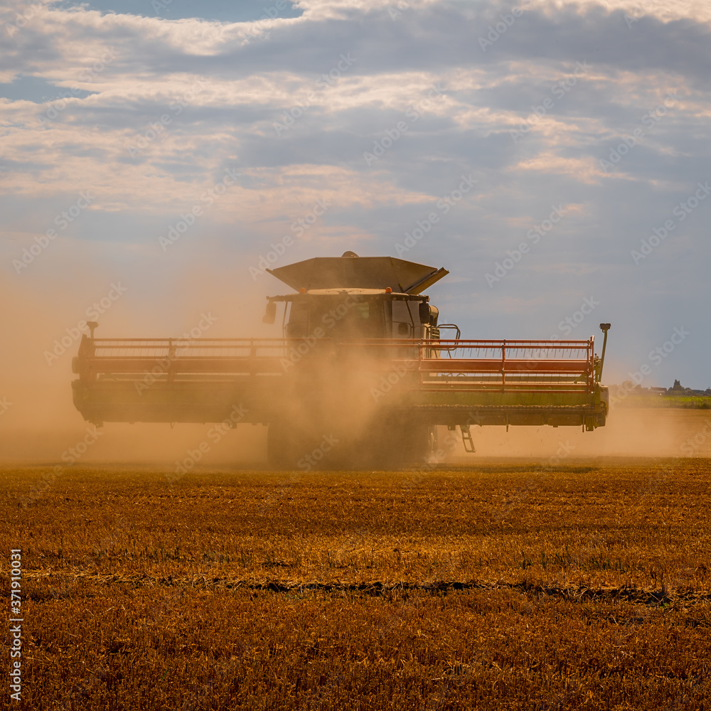 Fototapeta premium Harvest time in the fens combine emerging from the dust thrown up from harvesting wheat.