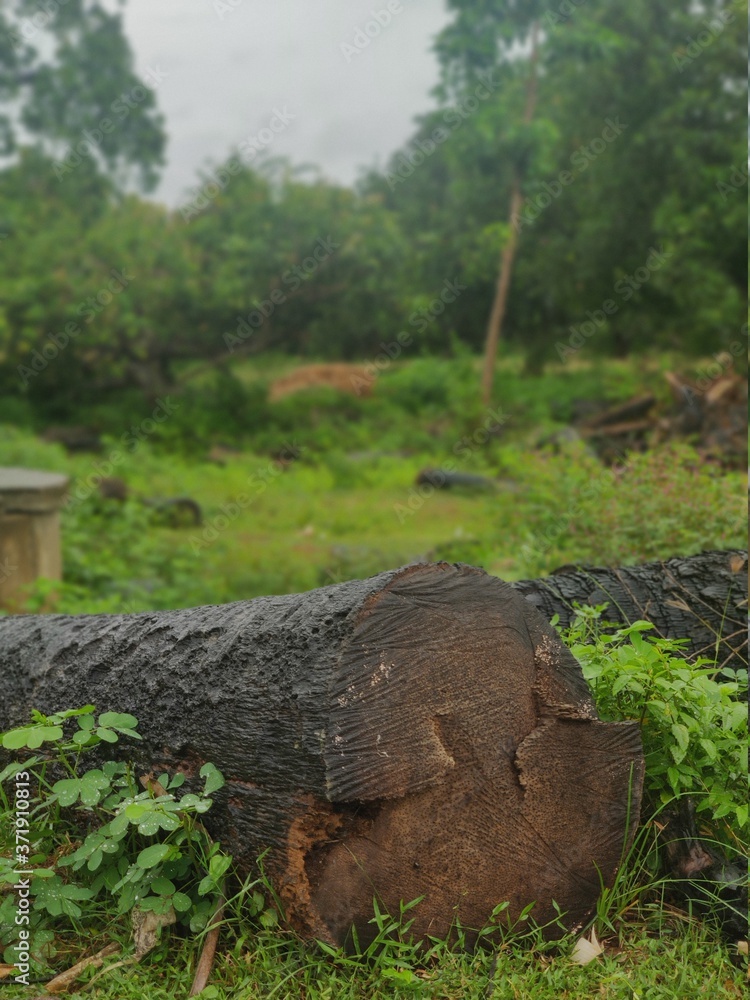 Fototapeta premium A wooden log in a forest on a rainy day