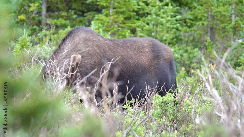 Closeup view of moose grazing in the forests of Rocky Mountains Closeup view of moose grazing in the forests of Rocky Mountains