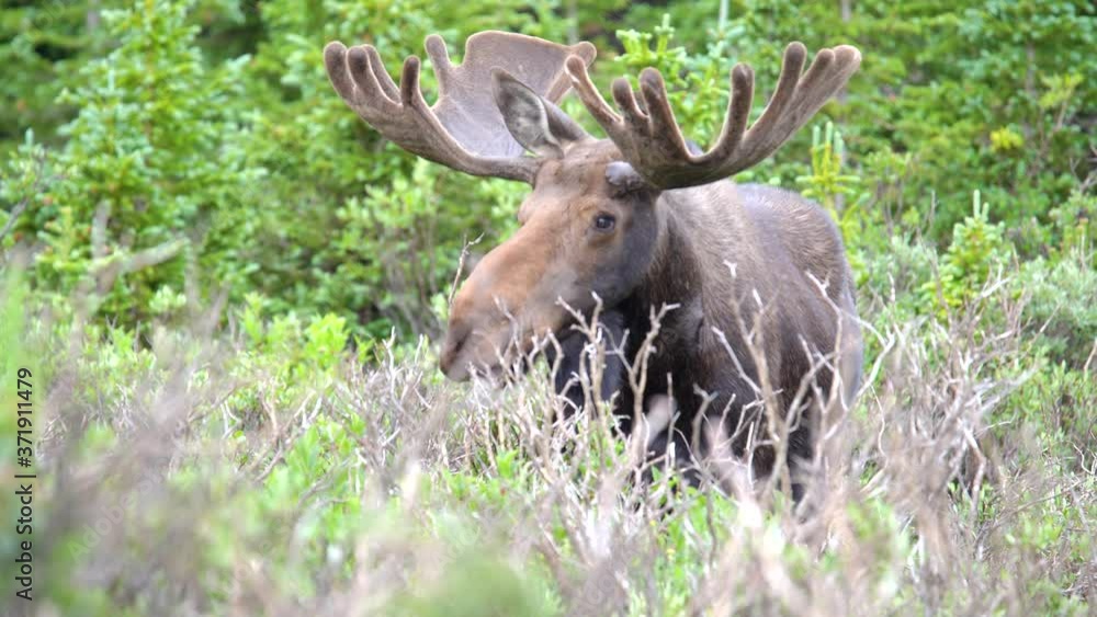 Closeup view of moose grazing in the forests of Rocky Mountains Closeup view of moose grazing in the forests of Rocky Mountains