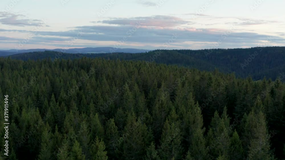 Cinematic panorama to top shot of fir trees in the forest woods in the black forest, national park Schwarzwald, aerial drone shot at the evening Cinematic panorama to top shot of fir trees in the forest woods in the black forest, national park Schwarzwald, aerial drone shot at the evening