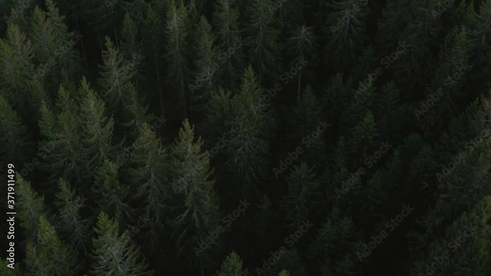 Cinematic top to panorama rotating shot of fir trees in the forest woods in the black forest, national park Schwarzwald, aerial drone shot at the evening fairy tale Cinematic top to panorama rotating shot of fir trees in the forest woods in the black forest, national park Schwarzwald, aerial drone shot at the evening fairy tale
