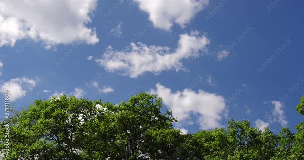 Cummulus clouds on the summer sky, green tree crowns in the foreground. Cummulus clouds on the summer sky, green tree crowns in the foreground.