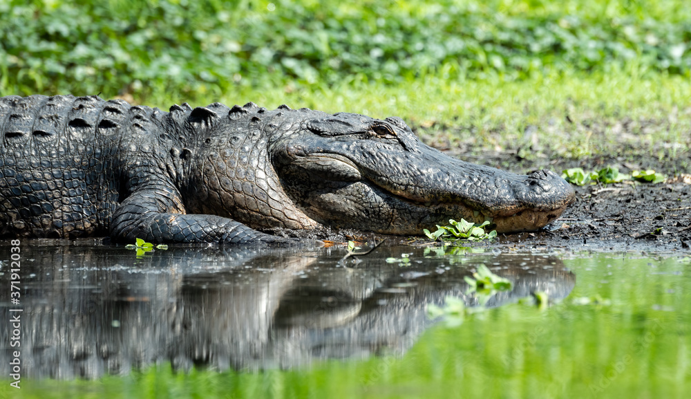 Fototapeta premium Alligator in Florida 