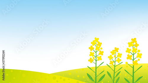 春、菜の花畑の背景
