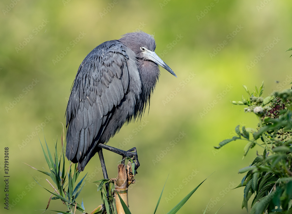 Fototapeta premium Little Blue Heron in Florida 