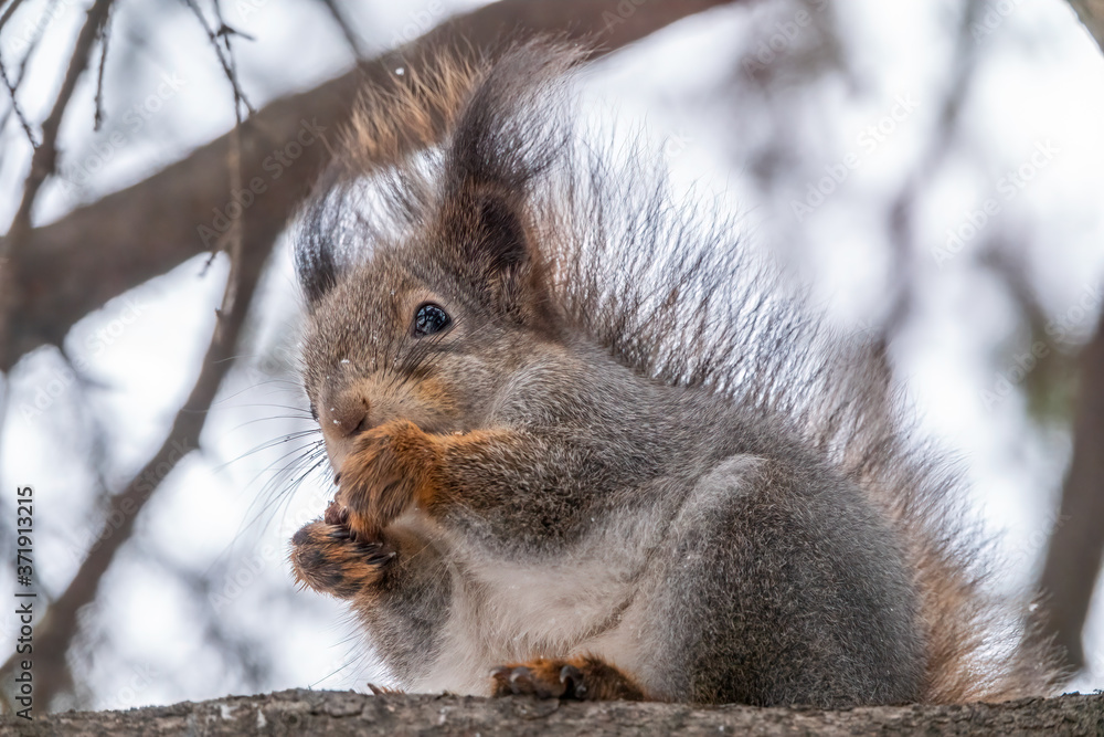 The squirrel with nut sits on a fir branches in the winter or autumn. The squirrel with nut sits on a fir branches in the winter or autumn.