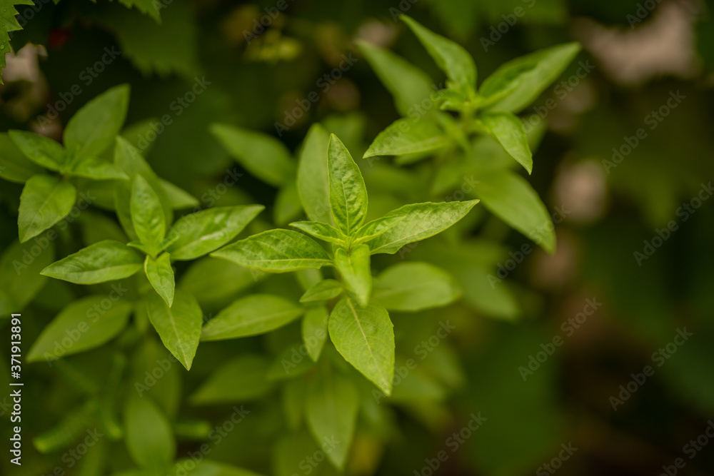 Basil leaves, Asian Thai basil fragrant green herb Basil leaves, Asian Thai basil fragrant green herb