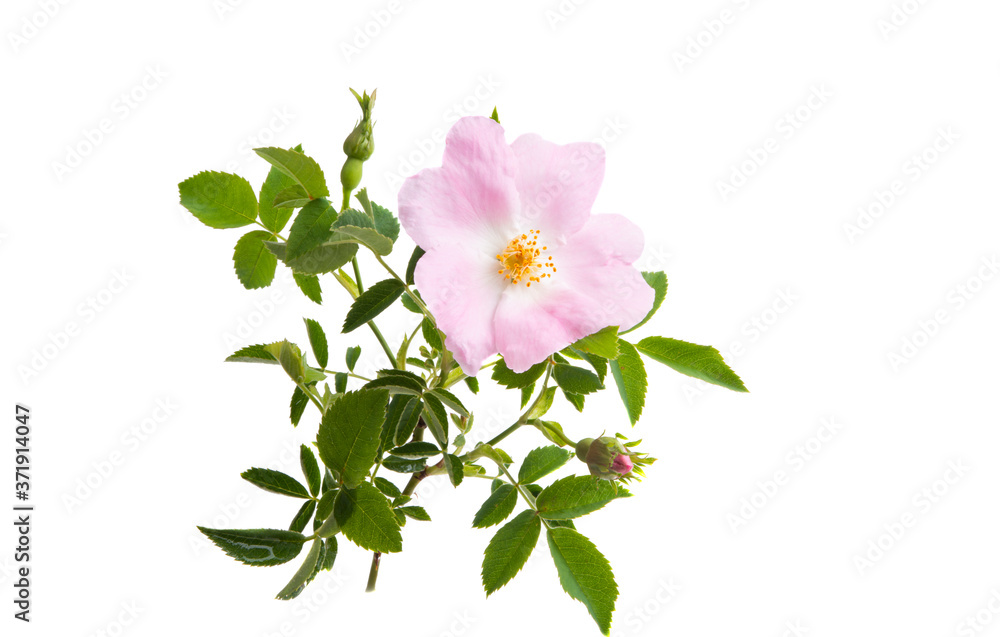 Obraz premium rosehip flower isolated