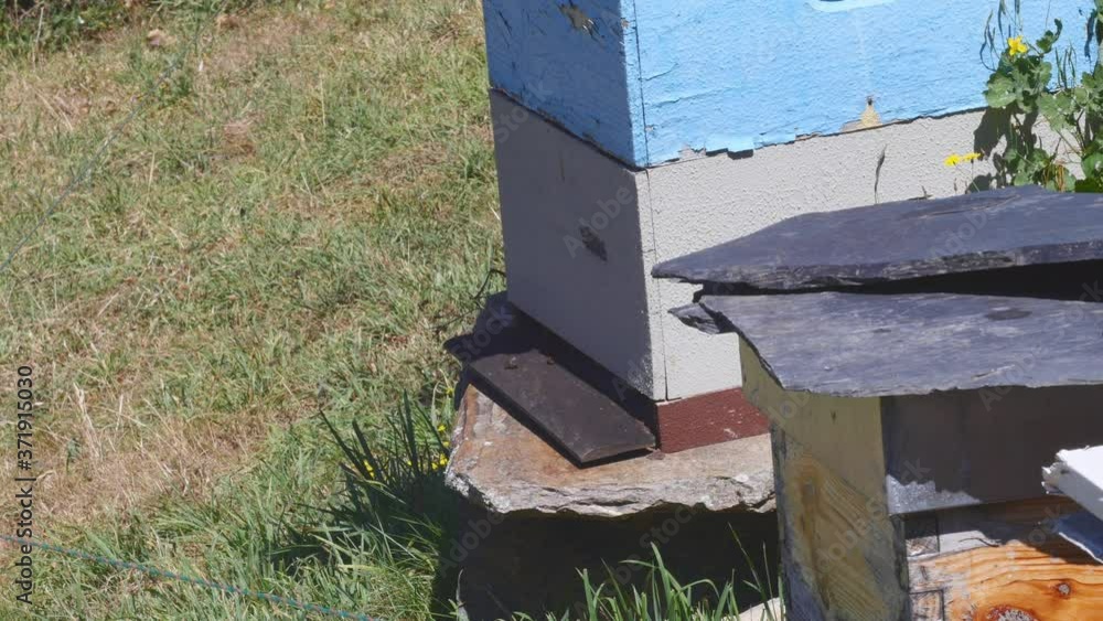 A few bees entering and leaving the hive on a summer day A few bees entering and leaving the hive on a summer day