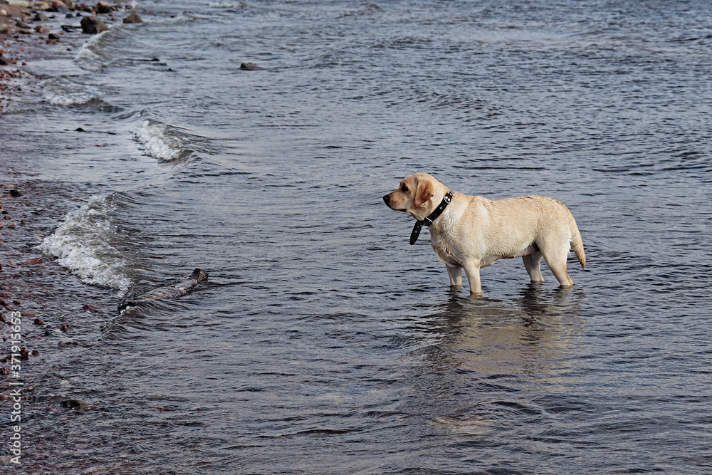 Yellow Labrador swimming in the sea. The dog is playing with water. Walking Pets. Yellow Labrador swimming in the sea. The dog is playing with water. Walking Pets.