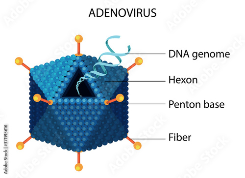 Adenovirus structure diagram on white background