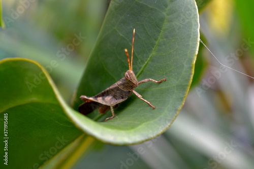 brown grasshopper on a leaf