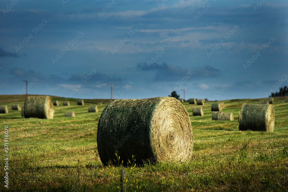 Round bales of hay sit on a field during summer harvest in Rocky View County Alberta Canada.