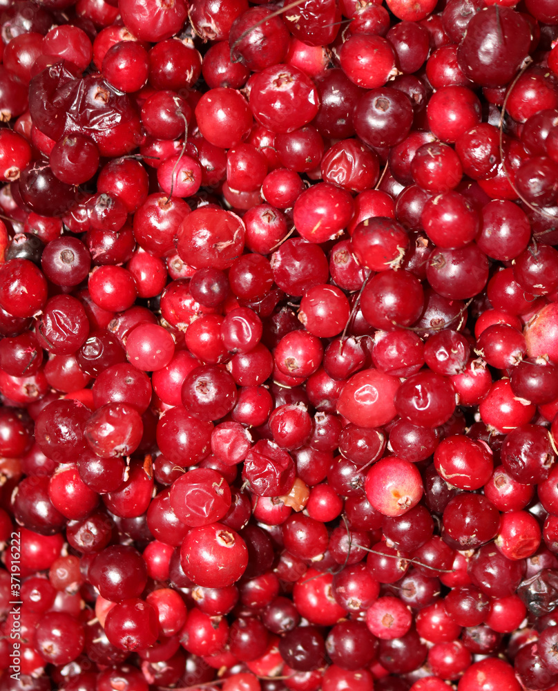 fresh cranberries are very good for health
fresh cranberries are very good for health