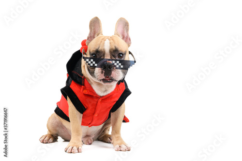 Fototapeta Naklejka Na Ścianę i Meble -  cute french bulldog wear  fancy glasses and sit isolated on white