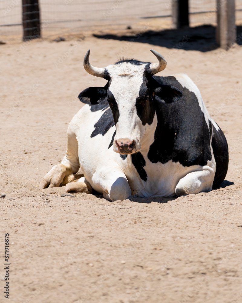 Dairy cow laying down in the dirt Dairy cow laying down in the dirt