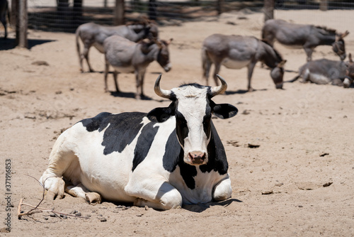 Dairy cow laying in the dirt with burros in the background