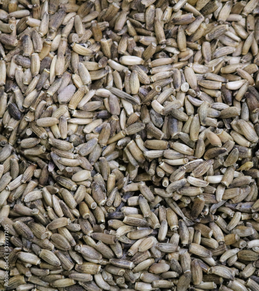 Milk thistle seeds have medicinal properties
Milk thistle seeds have medicinal properties