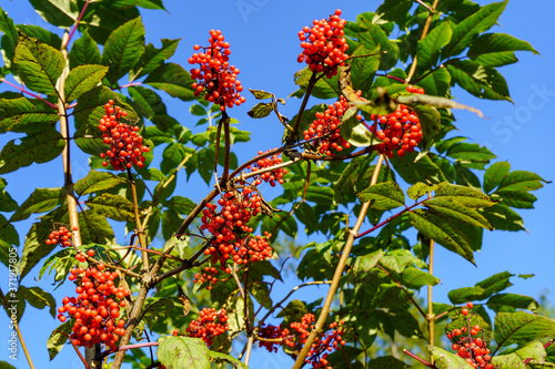 Actaea rubra (ssp. arguta) bushes on the blue sky background photo