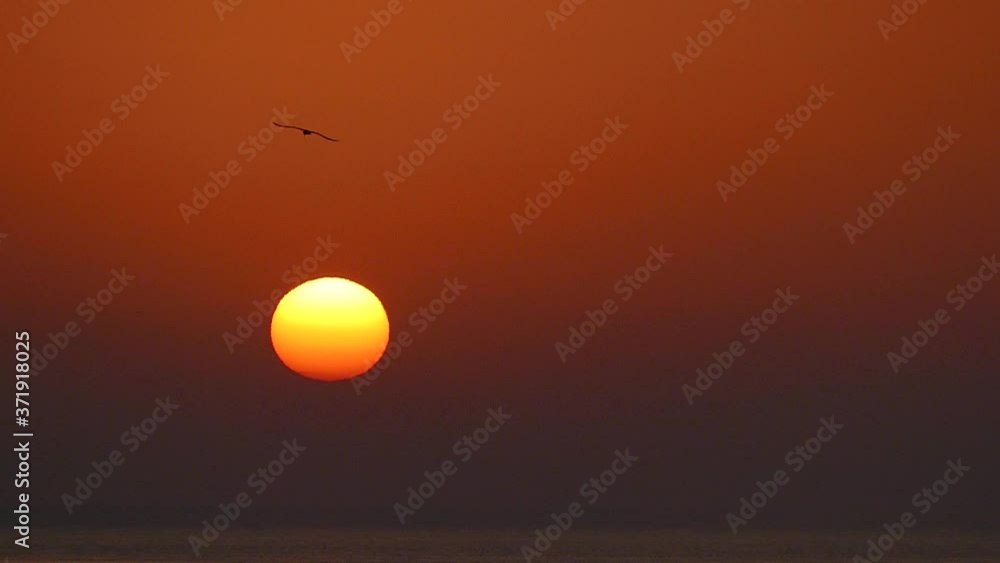 Sun pattern. Sunrise. Great sun. Dawn background. Sun in slow motion. Wild birds fly against the backdrop of the sun. Heat concept. Sun pattern. Sunrise. Great sun. Dawn background. Sun in slow motion. Wild birds fly against the backdrop of the sun. Heat concept.
