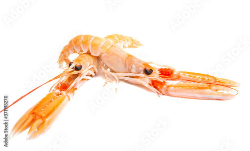 boiled lobster isolated