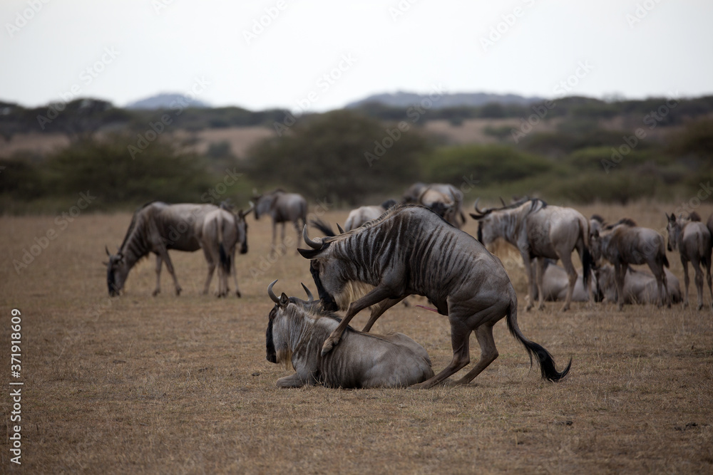 Fototapeta premium The wildebeest, also called the gnu, is an antelope. Shown here in Kenya during the migration mating.