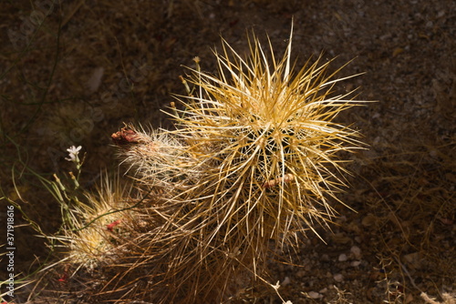The interesting of of the California desert , this oddly shaped plant with ts needles and unkept look is the hedgehog cactus or cacti. Is a sign that nature is amasing and life always survives