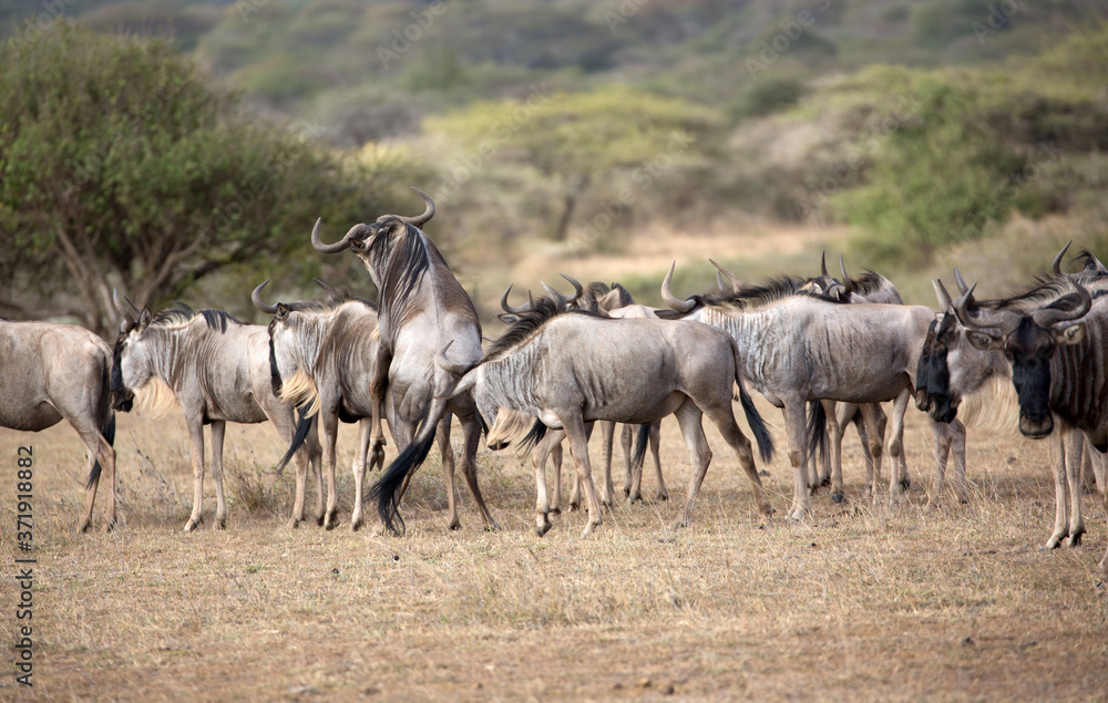 The wildebeest, also called the gnu, is an antelope. Shown here in Kenya during the migration mating. The wildebeest, also called the gnu, is an antelope. Shown here in Kenya during the migration mating.