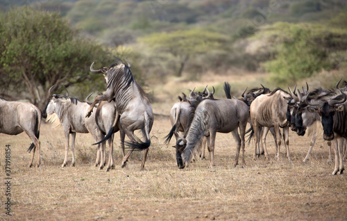 The wildebeest, also called the gnu, is an antelope. Shown here in Kenya during the migration mating.  © Grantat
