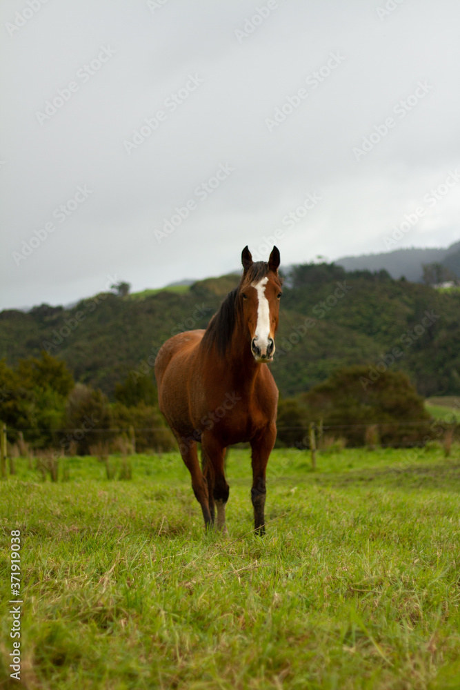 Horses enjoying the green pastures of a rural farm. 