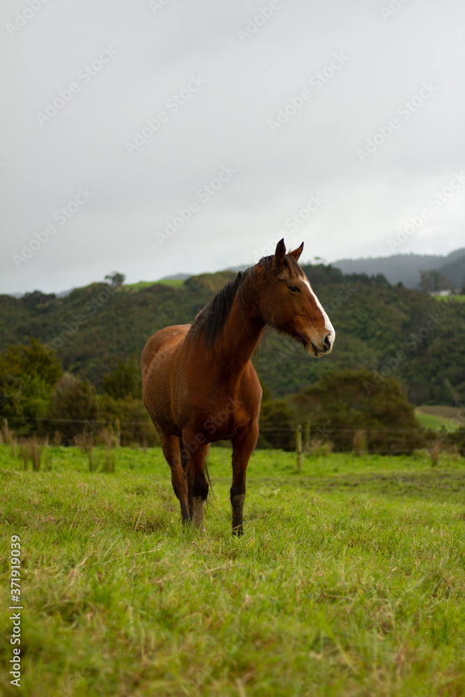 Horses enjoying the green pastures of a rural farm. Horses enjoying the green pastures of a rural farm.