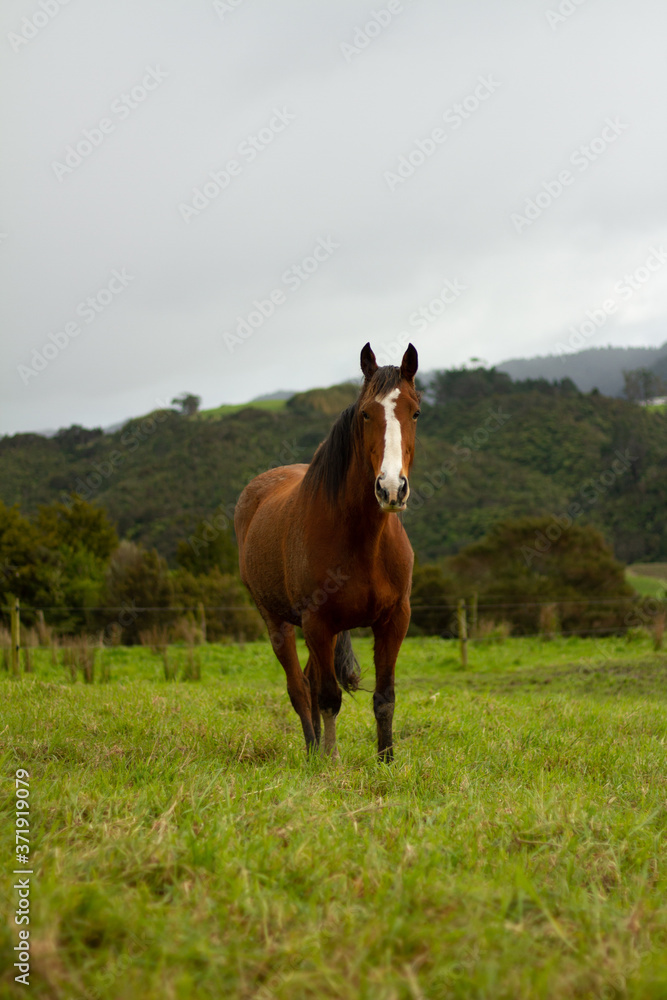 Horses enjoying the green pastures of a rural farm. Horses enjoying the green pastures of a rural farm.